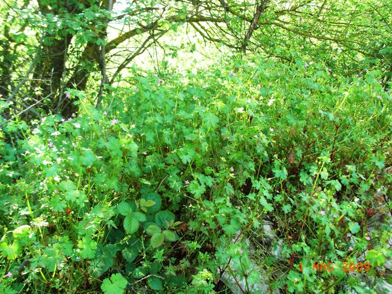 Geranium lucidum